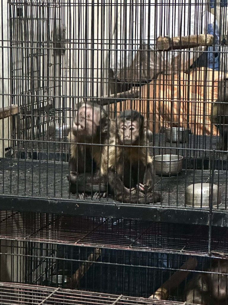 Exotic Monkeys 03