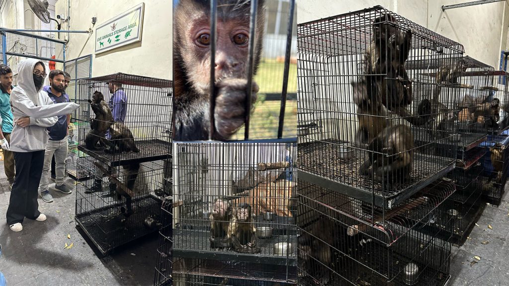 Press Release Monkeys